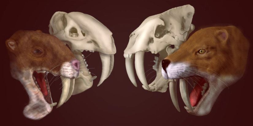 Smilodon ve Thylacosmilus kafalarının bir karşılaştırılması. Görülebileceği üzere   Thylacosmilus'ların alt çenelerinde dişlerin yerleştirilebileceği bir bölüm bulunur.