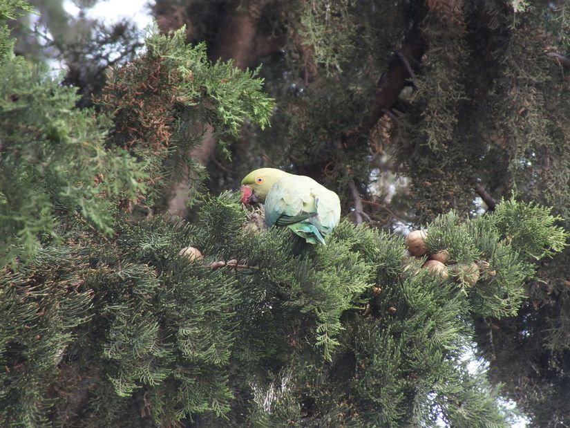 İzmir'de ağacın dalına konmuş bir Yeşil papağan (Psittacula krameri)