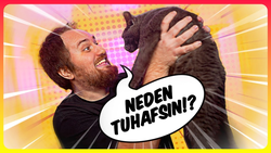 Kedinizin Bu 10 Tuhaf Davranışını İzah Edebilir misiniz?