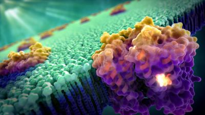 Hücre İşlevlerinde Biyoelektrik: Hücre Zarındaki Elektriksel Değişimler, Canlılığın Fonksiyonlarını Nasıl Etkiliyor?