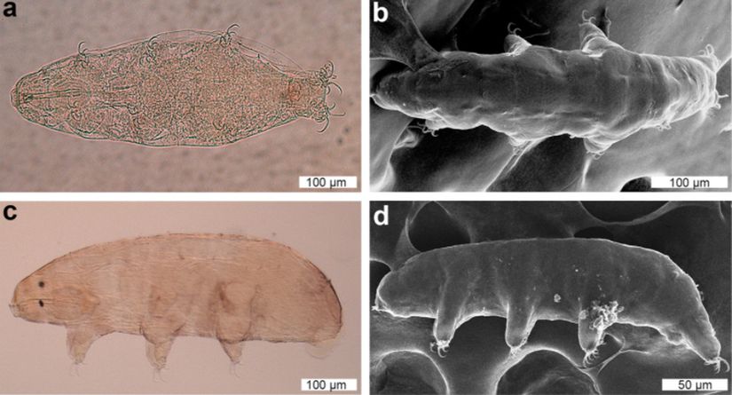 Dactylobiotus ovimutans'ın genel morfolojisi, A) Diferansiyel mikroskopta genel vücut morfolojisinin ventralden görünümü B) SEM'de genel vücut morfolojisinin dorsalden görünümü C-D) Diferansiyel ve SEM'de genel vücut morfolojisinin lateralden görüntüsü