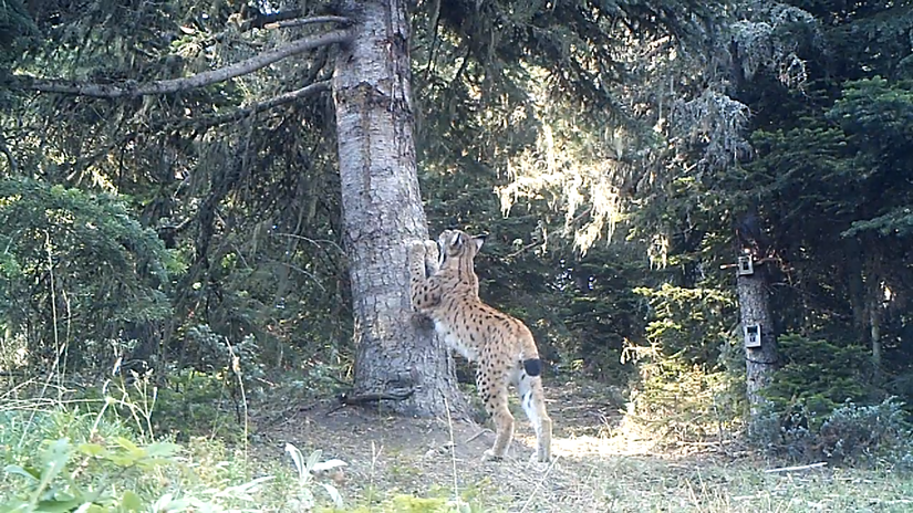 Ağacı işaretleyen erkek bir vaşak (Lynx lynx)