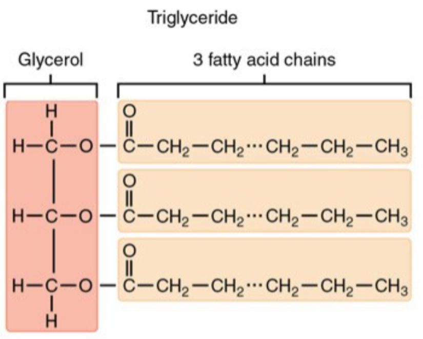 Görsel 10: Bir trigliserit molekülünün yapısı