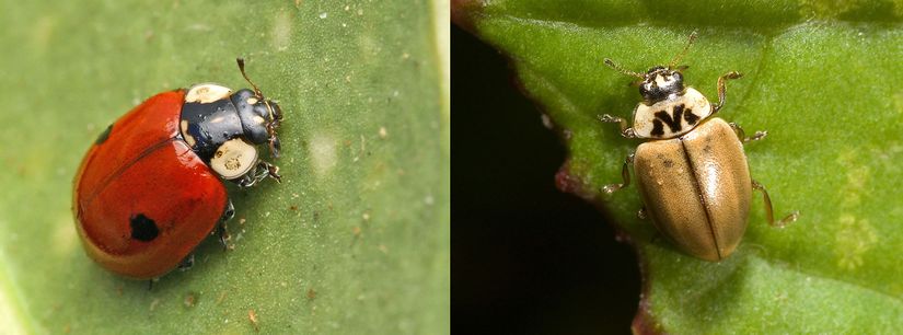 Daha fazla göze çarpan "iki benekli uğur böceği" (solda) ve daha az göze çarpan "karaçam uğur böceği" (sağda)
