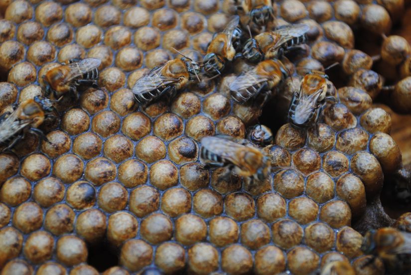 Melipona scutellaris türü arıların bal petekleri, yuvarlak ve altıgen bal petekleri arasında adeta bir geçiş özelliği göstermektedir.