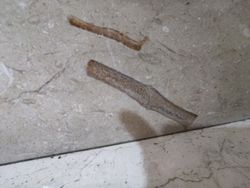 Apartman merdivenlerindeki mermerlerde bulduğum bu şey bir fosil olabilir mi?