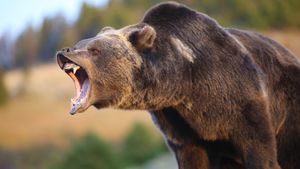 Woman Survives Grizzly Bear Attack With Resourcefulness And Courage