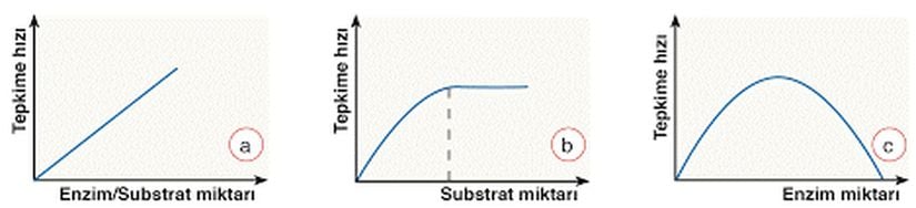 Enzim substrat miktarına bağlı olarak tepkime hızındaki değişimi gösteren grafik. Enzim ve substrat miktarı tepkime hızını etkiler. Enzim ve substrat miktarına bağlı olarak reaksiyon hızı üç farklı şekilde değişebilir. 1) Enzim ve substrat miktarı sürekli artarsa tepkime hızı sürekli artar . Doğal ortamlarda enzim ve substrat miktarı sınırlı olduğu için bu tür tepkime grafiklerine rastlanmaz. 2) Enzim miktarı sabit, substrat miktarı sürekli artarsa tepkime hızı belirli bir noktaya kadar artar. Tüm enzimler substratları ile birleştiğinde tepkime hızı sabitlenir. 3)Enzim miktarı artarken substrat miktarı sabit ise tepkime hızı belirli bir noktaya kadar artar. Ortamda substrat kalmadığında tepkime durur .