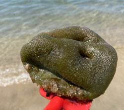 Ayvalık sahilinde rastladığım ve internette "Deniz Karpuzu" olarak adlandırıldığı söylenen bu şey hakkında bilgi alabilir miyim?