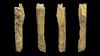 Neandertal-Denisovan Melezinin Bulunduğu Mağaradan Yeni Kemikler Çıkarıldı!