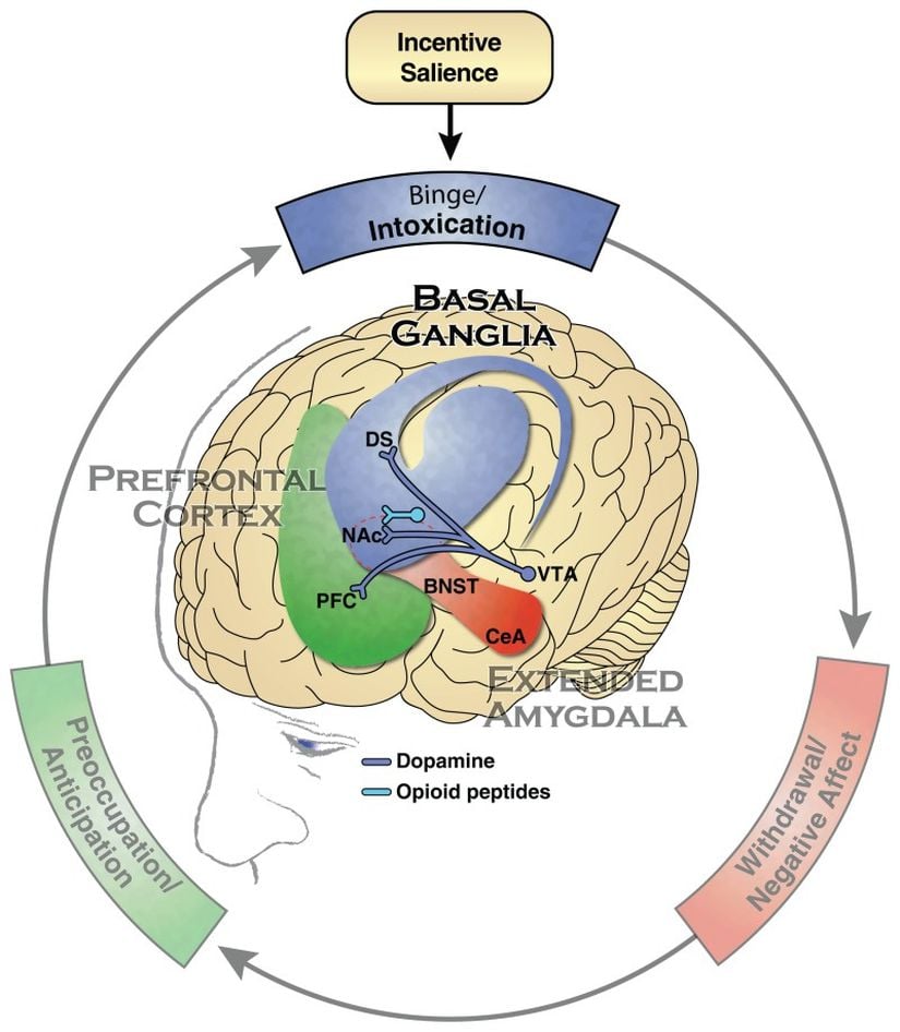 Bağımlılığın Binge/Intoksikasyon aşamasıyla ilişkili nöroadaptasyonlarda bulunan başlıca nörotransmitter sistemleri. Mavi, Binge/Intoksikasyon aşamasında yer alan bazal gangliyonları temsil eder. Kırmızı, Yoksunluk/Olumsuz Etki aşamasında yer alan amigdalayı temsil eder. Yeşil, Zihinsel Meşguliyet/Beklenti aşamasında yer alan prefrontal korteksi temsil eder.    PFC prefrontal korteks, DS dorsal striatum, NAc nükleus akumbens, BNST stria terminalinin yatak çekirdeği, CeA amigdalanın merkezi çekirdeği, VTA ventral tegmental alanı ifade eder.