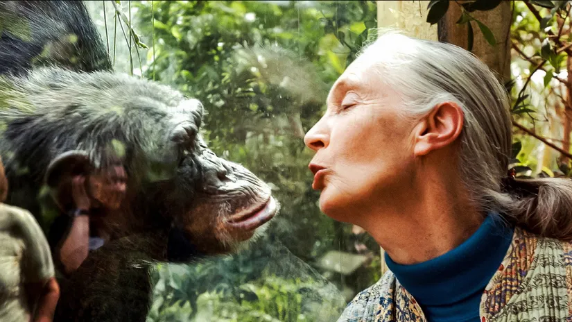 Jane Goodall Kimdir? Ne Yapmtr? Kendi Azndan Yaam yks...