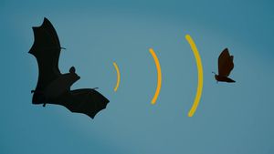 Unlocking the Mysteries of Bat Echolocation: New Study Sheds Light