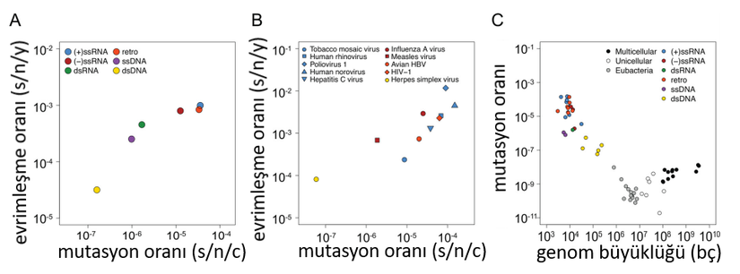 Viral mutasyon oranları; (A) yılda nükleotid bölgesi başına sabitlenme (s/n/y) olarak gösterilen viral evrim oranları, hücre enfeksiyonu için nükleotit bölgesi başına sabitlenme (s/n/c) anlamına gelen mutasyon oranıyla bir noktaya kadar artar. (B) Bireysel virüsler için mutasyon oranına karşı evrimsel oranlar. (C) Virüsler ve diğer organizmalar için baz çifti (bç) olarak verilen genom boyutuna  karşı mutasyon oranı. (+) ssRNA, pozitif tek sarmallı RNA; (-) ssRNA, negatif tek sarmallı RNA; ssDNA, tek sarmallı DNA; dsRNA, çift sarmallı RNA; dsDNA, çift sarmallı DNA; retro, retrovirüs anlamına gelmektedir.