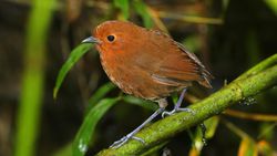 Dünyada Kaç Kuş Türü Var? Kuş Türlerine Yönelik Farklı Listeler, Biyoçeşitlilik Miktarında Neden Hemfikir Olamıyor?