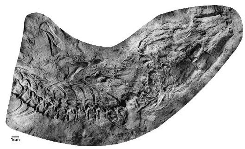 Solenodonsaurus (Fosil - 2)