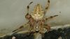 Haçlı bahçe örümceği  (Araneus diadematus)