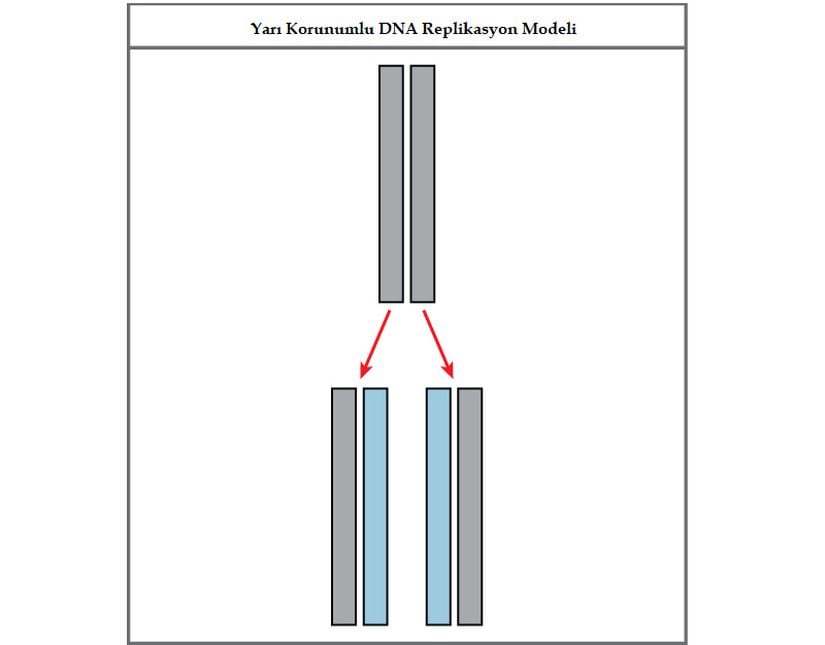 Yarı korunumlu DNA replikasyonu modeli. Gri renkler ile ana sarmallar, mavi renkler ile yeni sentezlenen DNA gösterilmektedir.
