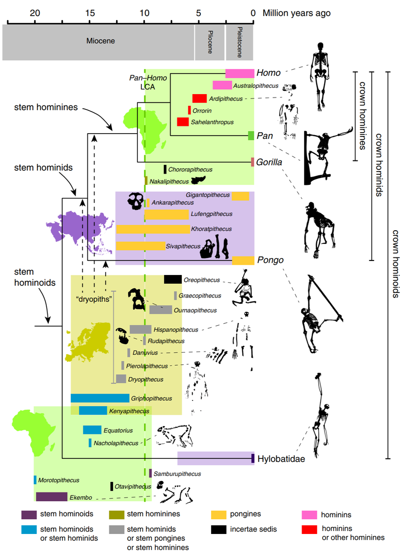 Canlı hominoidler ve fosil hominoidlerin kronostratigrafik aralıkları arasındaki filogenetik ilişkiler. Metinde bahsedilen fosil hominoidlerin uzay-zamansal aralıklarının yanında, canlı hominoidlerin zaman ayarlı bir filogenetik ağacı tasvir edilmiştir. Fosil taksonlar, olası filogenetik hipotezlere göre renk kodludur. Dikey yeşil kesik çizgi, Afrika fosil maymunu kaydında bir süreklilik olduğunu gösterir. Ancak şu anda ~14 ila 10 milyon yıl arasında seyrek görülmektedir. Kuyruksuz maymunların sağlam ve kalıcı filogenetik çıkarımları, kısmen fosil kayıtlarının parçalı doğası, muhtemelense yüksek homoplazi seviyeleri nedeniyle zordur. Miyosen kuyruksuz maymunu taksonlarının birçoğu, sadece parçalı dentognatik fosillerle temsil edilmektedir ve maymunlardaki filogeniyi ortaya çıkarmak için çene ve azı dişlerinin faydası tartışmalıdır. Diğer bir belirsizlik alanı, birçok erken ve orta Miyosen Afrika maymunlarının taç hominoid düğümüne göre konumuyla ilgilidir. Daha eksiksiz erken Miyosen fosil hylobatidlerinin keşfi veya tanınması, konumlarını ve dolayısıyla büyük maymunu ve insan ailesini gerçekten tanımlayan şeyi çözmeye yardımcı olacaktır. Bölünme süreleri, Springer ve diğerlerinin moleküler saat tahminlerine dayanmaktadır. Siluetler, ölçeğe uygun olarak çizilmemiştir. Gölgeli kutular, coğrafi dağılımları temsil eder (yeşil Afrika'dır, altın Avrupa'dır ve mor Asya'dır).