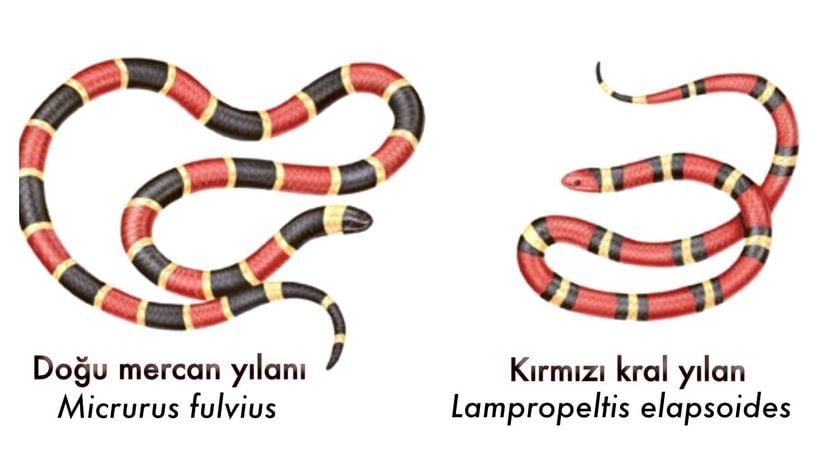 İzomorfik mimikri (taklitçilik) örneği olan zehirsiz kırmızı kral yılan ve zehirli doğu mercan yılanı karşılaştırması.