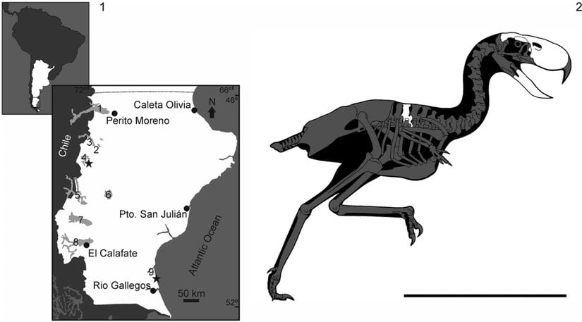 1: Arjantin, Patagonya'nın güneyinde, Lago Belgrano yakınlarındaki fosil mahallinin (yıldızla belirtilen bölge) konum haritası. 2: Phorusrhacos longissimus iskeletinin içinde korunmuş kemiklerle yeniden inşa edilmiş çizimi.