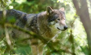 Urgent Warnings Issued Over Wolf Encounters Near Utrecht