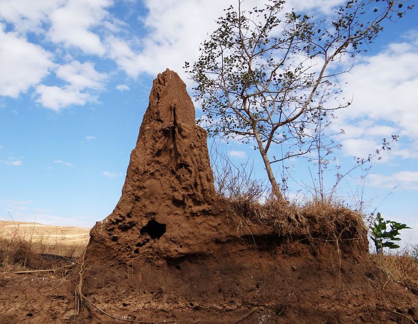 Görsel 5: Bir termit tepeciği