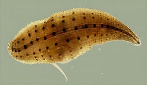 Leaping Leeches Rediscovered In Madagascar