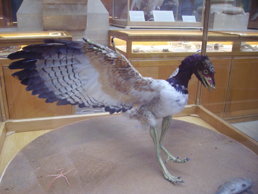 Oxford Üniversitesi Müzesinde bir Archaeopteryx modeli