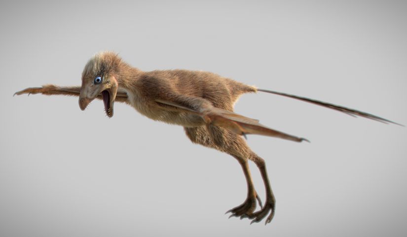 Ambopteryx longibrachium rekonstrüksiyonu