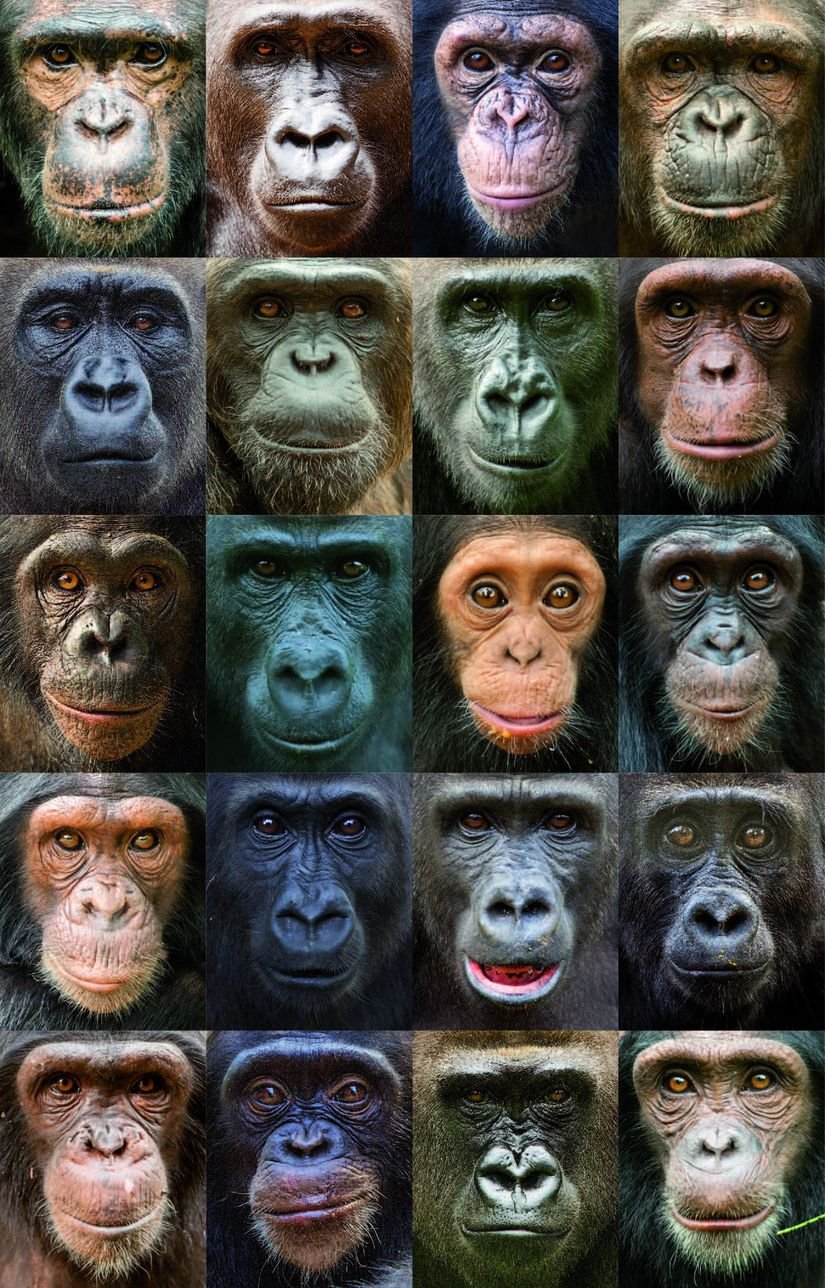 Farklı kuyruksuz maymun türleri arası yüz çeşitliliği