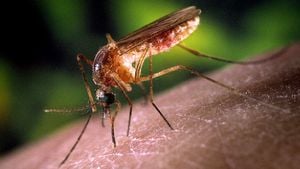 Sivrisinekler Neden Var, Ne İşe Yarar? Yok Etsek Olmaz mı?