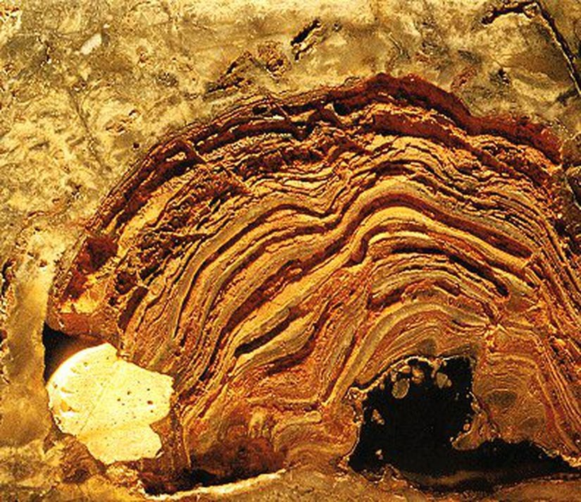 Stromatolit (Fosil)