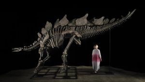 World's Largest Stegosaurus Skeleton To Go Under The Hammer