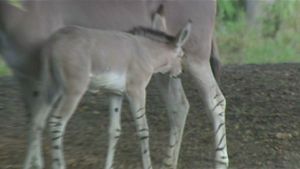 New Somali Wild Ass Foal Sparks Conservation Hopes