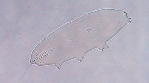 Paramacrobiotus  (Paramacrobiotus sp.)