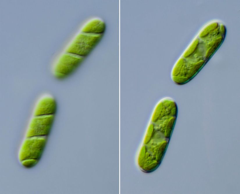 Bir Zygnematophyceae türü olan Spirogloea muscicola'ya ait iki hücre.