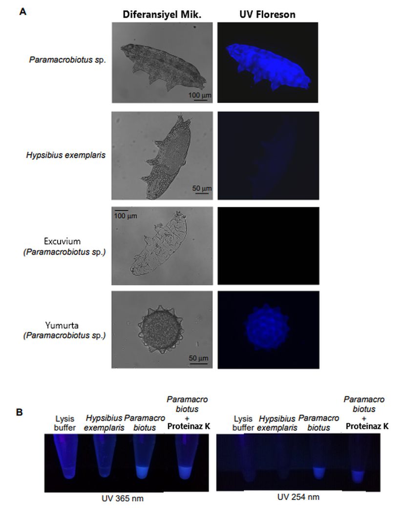 A) Paramacrobiotus sp.'nin diferansiyel mikroskop ve UV ışığı altındaki görüntüleri. B) Paramacrobiotus sp. ve Hypsibius exemplaris'in moleküler içeriklerinin analizi ve yapılan test sonucundaki renklenmeleri.