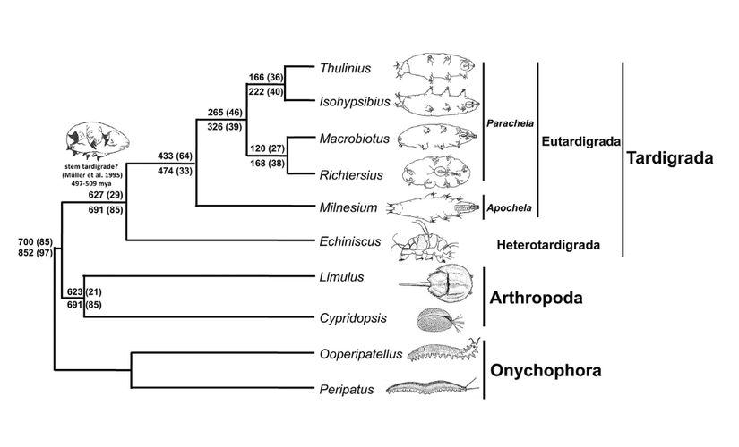Tardigradların, eklem bacaklılar (Arthropoda) ile olan filogenetik akrabalıkları.