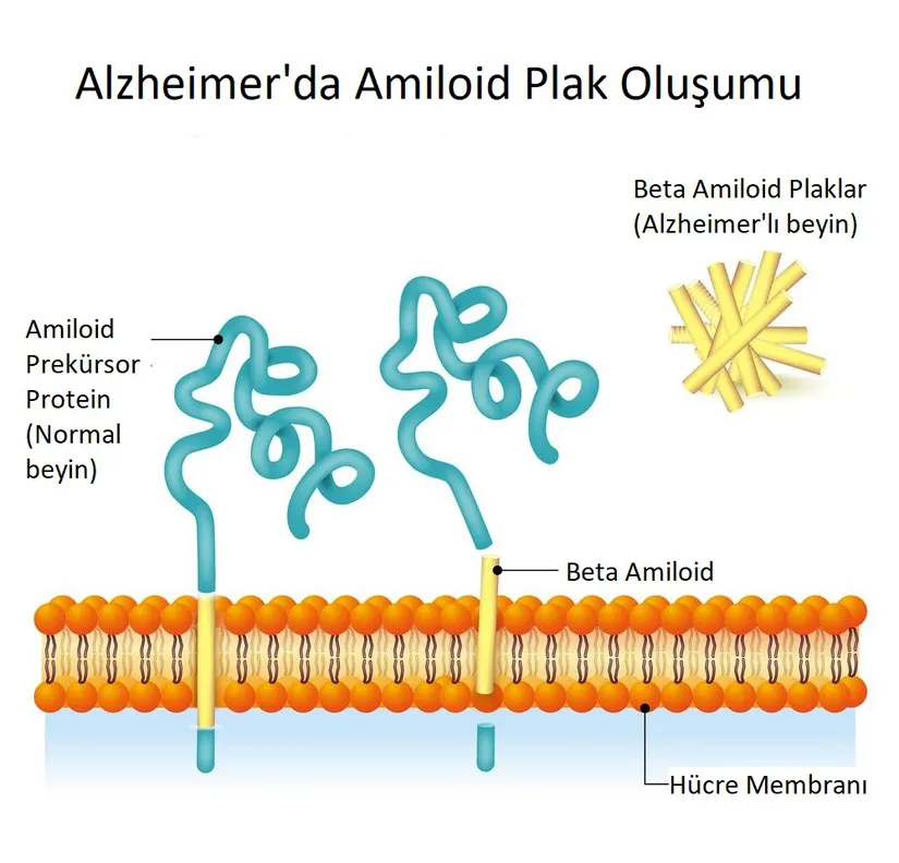 Amiloid-beta peptidlerin amiloid prekürsör proteinden türevlenmesi.