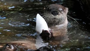 Florida Zoo Uses Ice Treats To Cool Animals In Summer