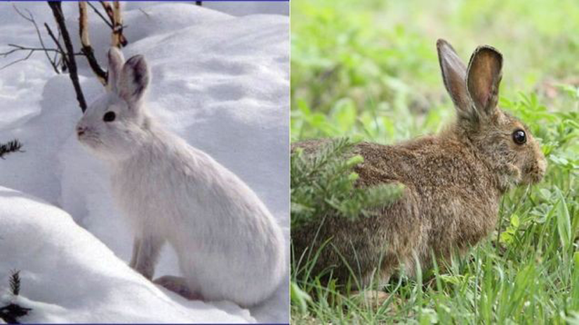 Karayaklar olarak bilinen bu tavşan türü de, kamuflaja yönelik mevsimsel post değişiminin en net örneklerinden birini sergilerler. Daha önceden sözünü ettiğimiz kakımların aksine bu hayvanların avlanmaya yönelik bir post değişimi yoktur. Tek amaç vardır: avcılardan korunmak. Özellikle dağ kedilerinden, çakallardan, tilkilerden ve yırtıcı kuşlardan...