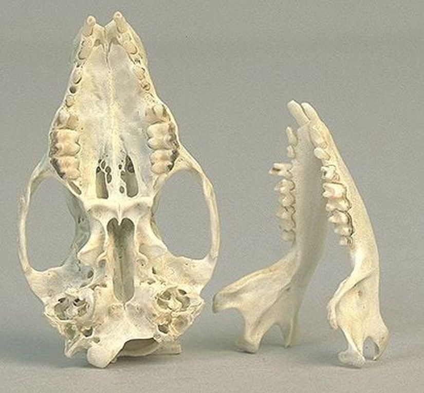 Omnivor bir hayvan türü olan kirpi ve dişleri...