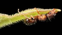 Karıncaların Beynini Kontrol Eden Parazit: Dicrocoelium dendriticum