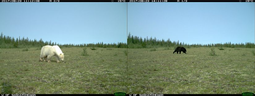 Sadece 3 saat ara ile kaydedilmiş bir fotokapan görüntüsü iki ayı türünün kesişim alanlarını gösteriyor.