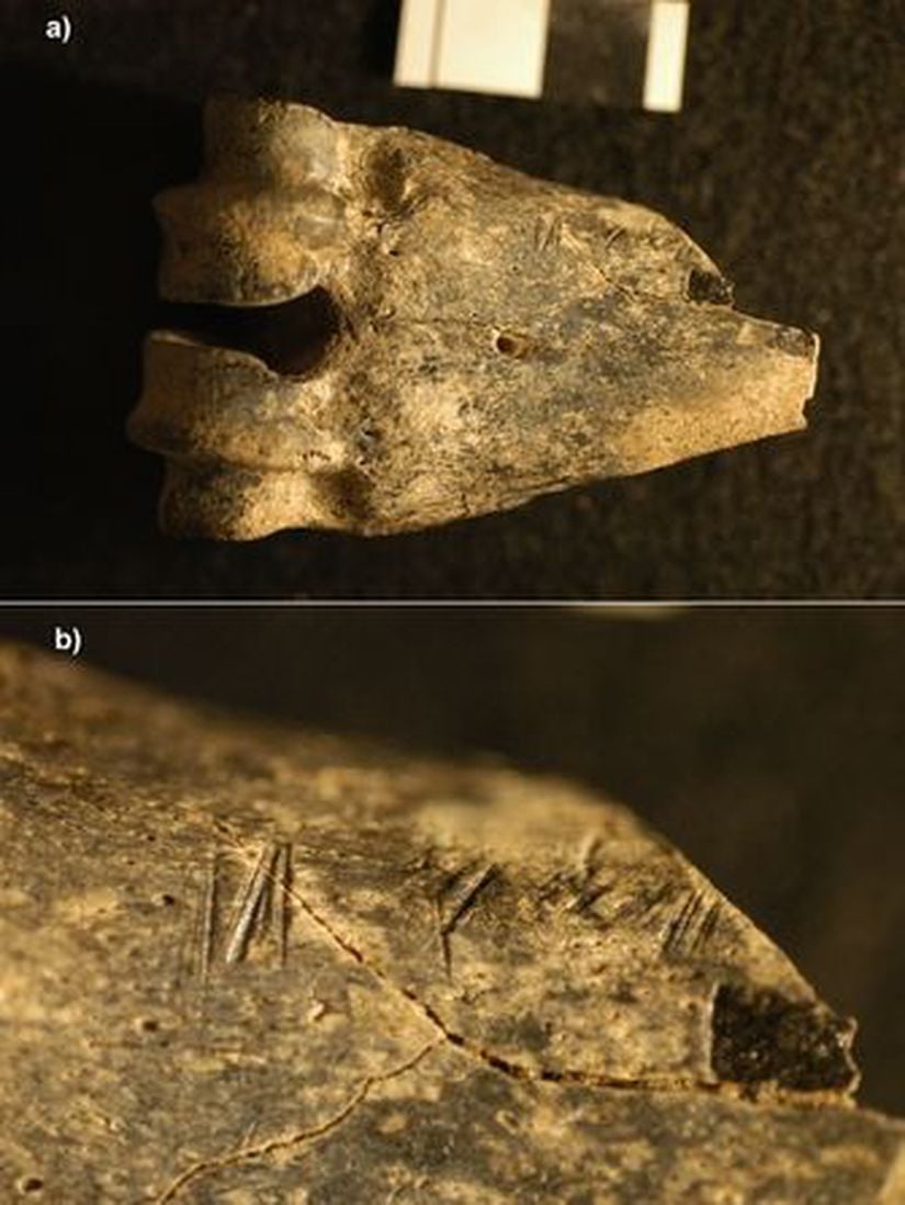 Görsel 1. (a) Kenya’daki Koobi Fora’da bulunan ve üzerinde kesik izleri olan 1,5 milyon yıl öncesine ait antilop alt bacak kemiği (uzun eklemli) fosili; (b) kesik izlerinin yakından görünüşü.