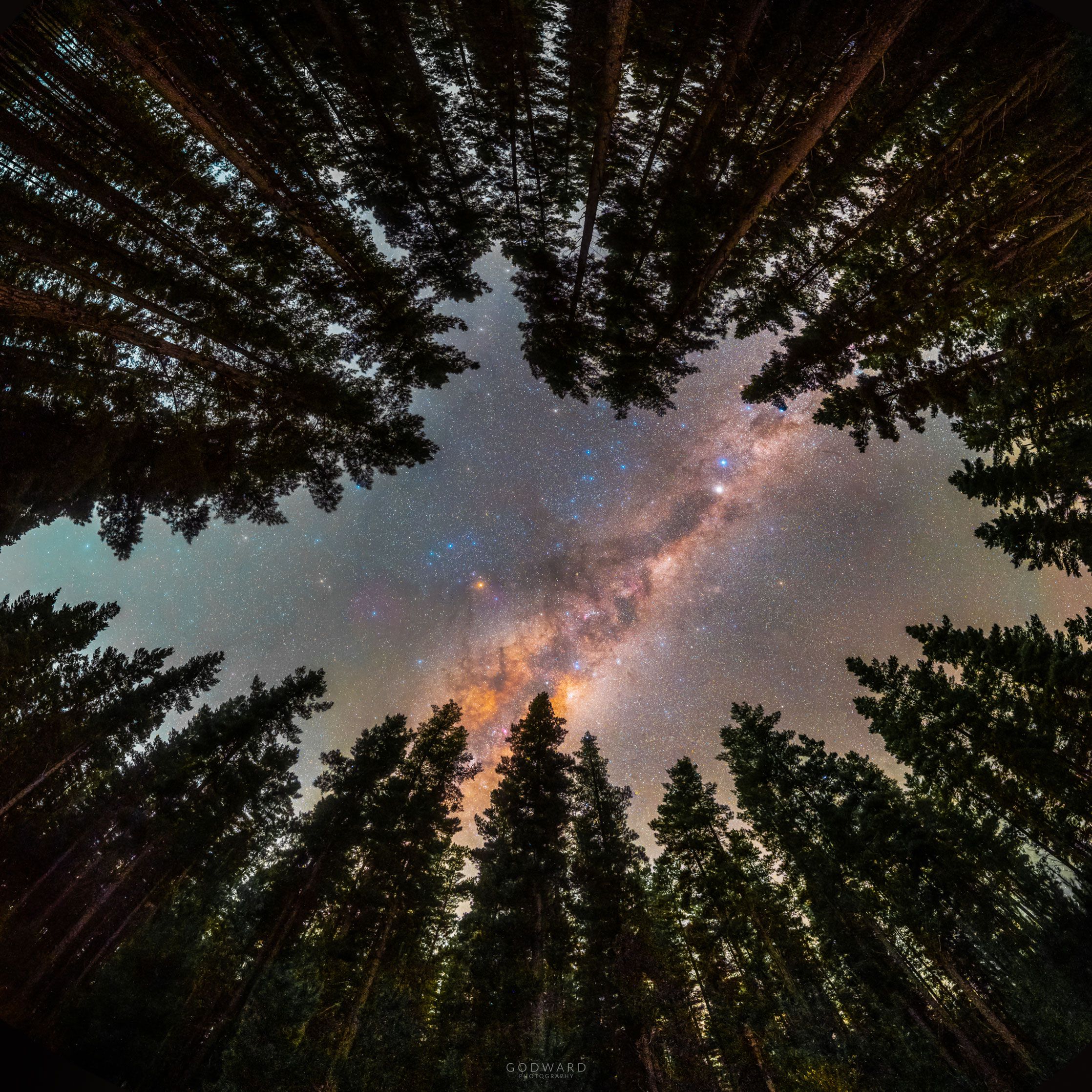 Ağaçlardan Çerçeve: Galaksiye Açılan Bir Pencere