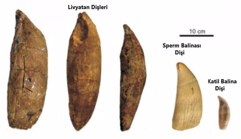 Livyatan dişlerinin Sperm balinası ve Orca (katil balina) ile karşılaştırılması