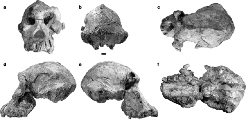 Australopithecus anamensis fosilinin farklı açılardan görünümü.