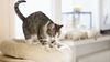 Kediler Neden Yoğurma Hareketi Yapıyor? Patileriyle "Kurabiye Yapan" Kedilerin Asıl Amacı Ne?